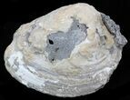 Golden Crystal Filled Fossil Clam - Rucks Pit #34339-2